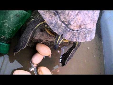 烏龜生蛋在水裡 背有胎記